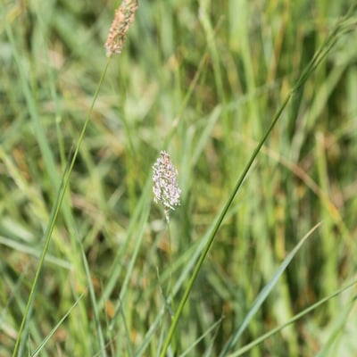 Alopecurus geniculatus — flower