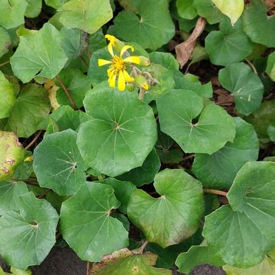 Farfugium japonicum — flower