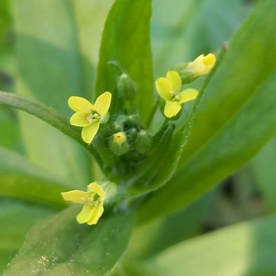 Camelina sativa — flower