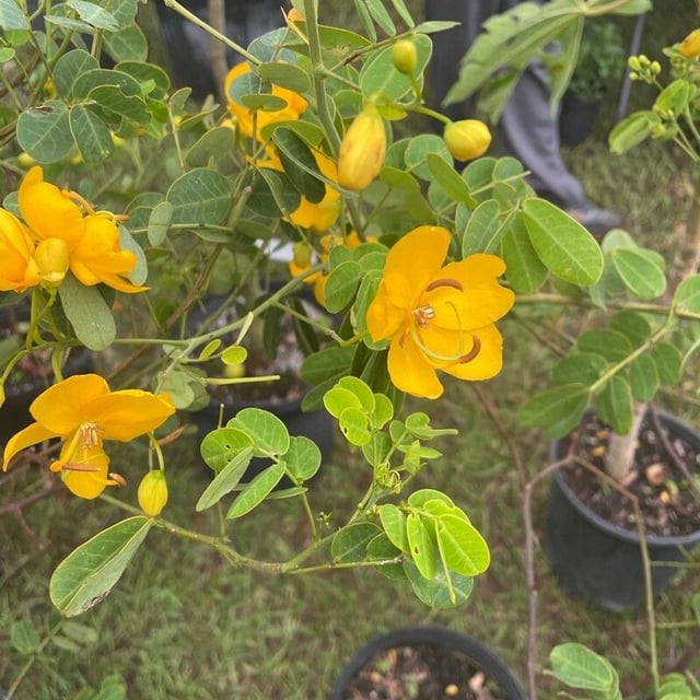 Senna pendula — flower
