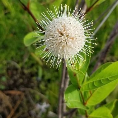 Cephalanthus occidentalis — flower