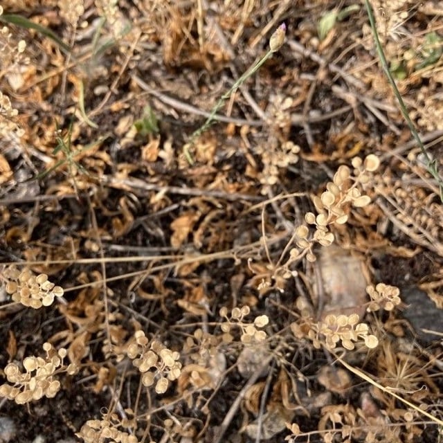 Alyssum alyssoides — flower
