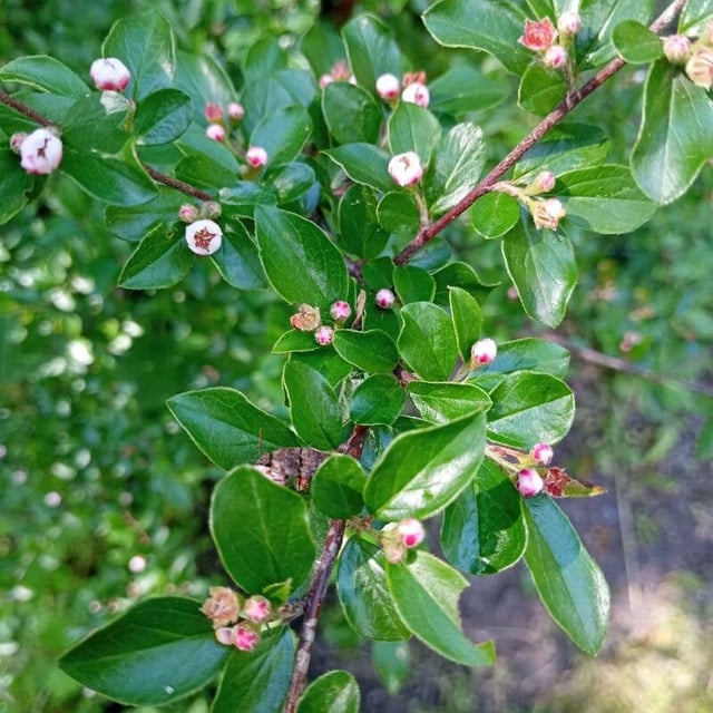 Cotoneaster divaricatus — flower
