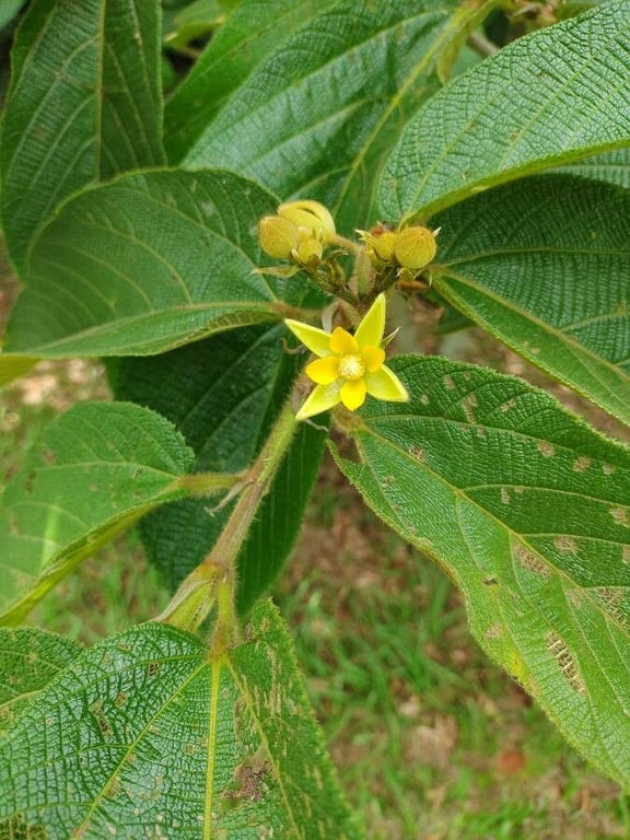 Apeiba tibourbou