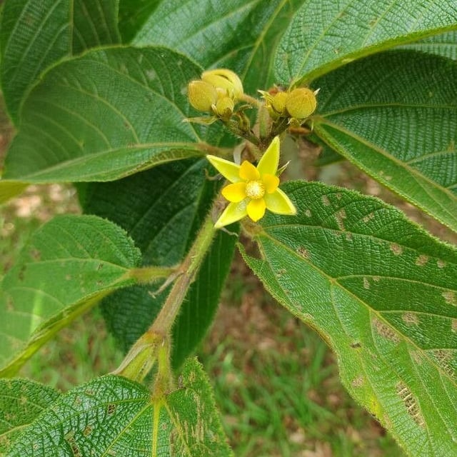 Apeiba tibourbou — flower