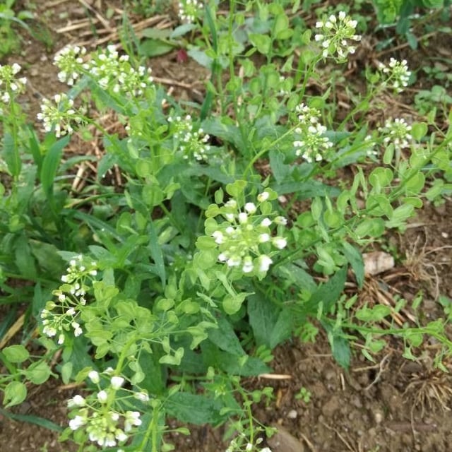 Thlaspi arvense — flower