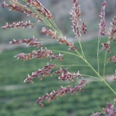 Calamagrostis pseudophragmites — flower