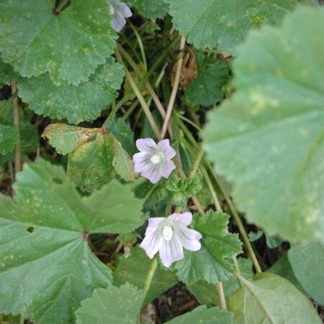 Malva parviflora — flower
