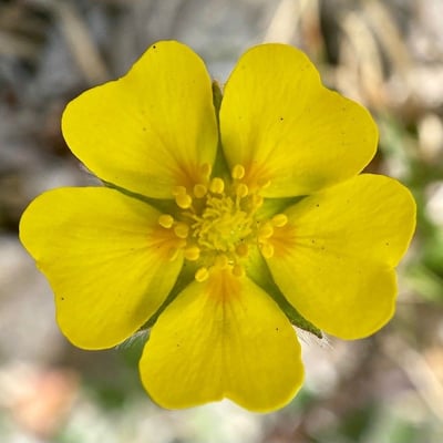 Potentilla nivea — flower