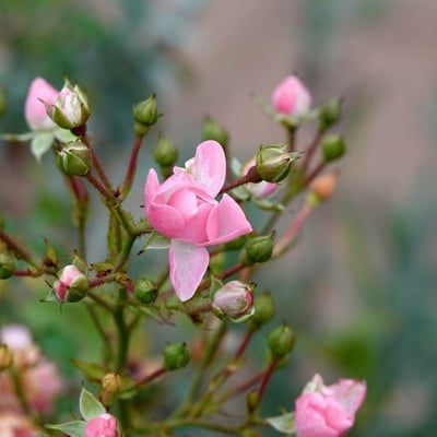 Rosa micrantha — flower