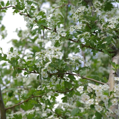 Crataegus rhipidophylla — flower