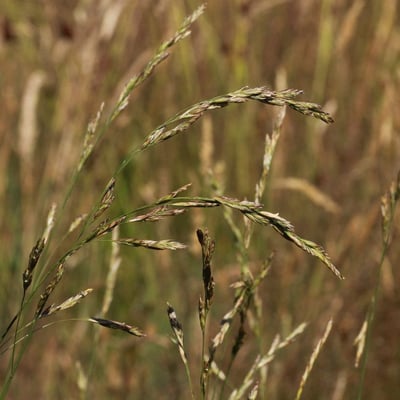Festuca arundinacea — flower