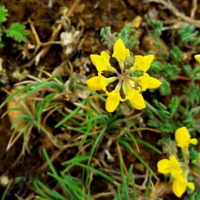 Coronilla minima — flower