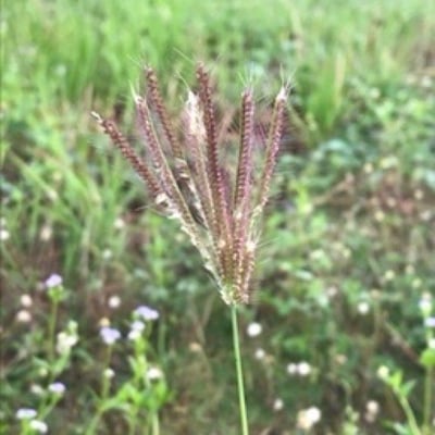 Chloris barbata — flower
