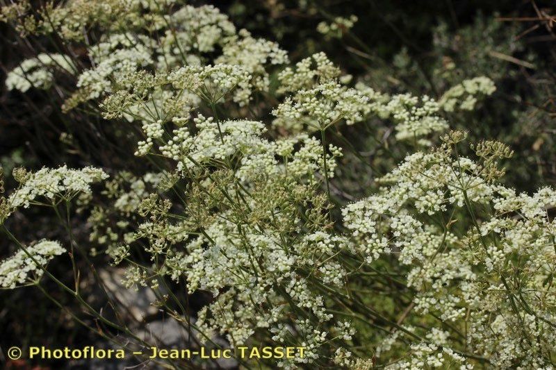Pimpinella tragium