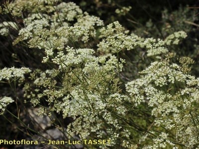 Pimpinella tragium