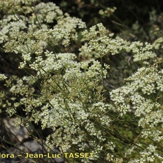 Pimpinella tragium — flower