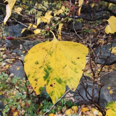 Lindera obtusiloba — leaf