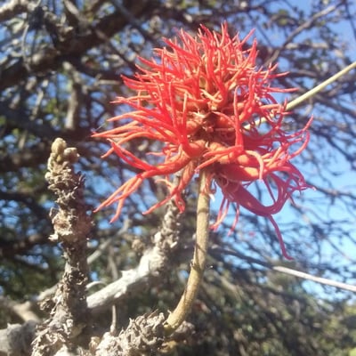 Erythrina abyssinica — flower