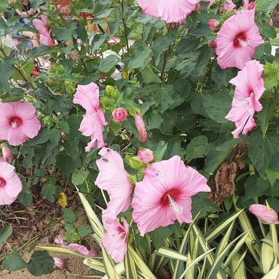 Hibiscus mutabilis — flower