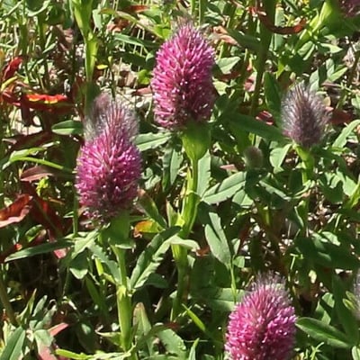 Trifolium rubens — flower
