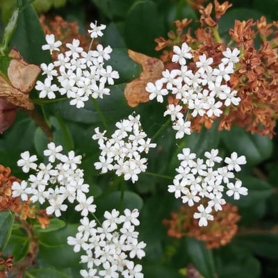 Conopodium majus — flower