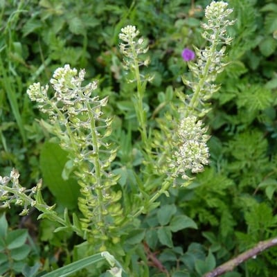 Lepidium campestre — flower