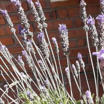 Lavandula angustifolia — flower