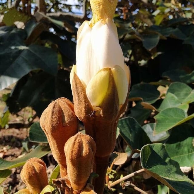 Ochroma pyramidale — flower