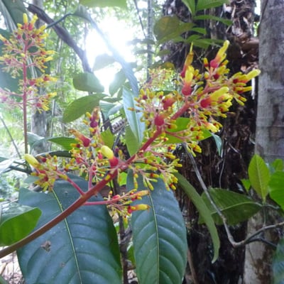 Palicourea guianensis — flower
