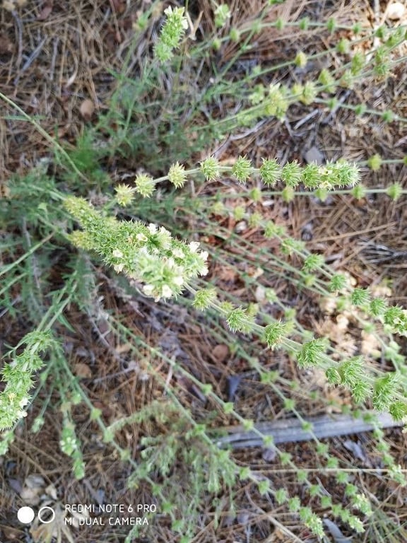 Sideritis leucantha