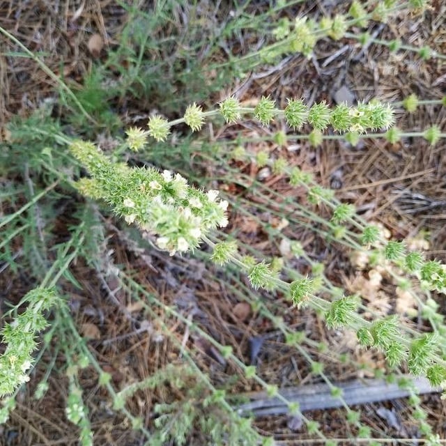 Sideritis leucantha — flower