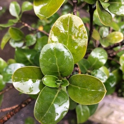 Coprosma repens — leaf