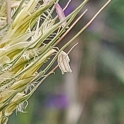 Hordeum marinum — flower