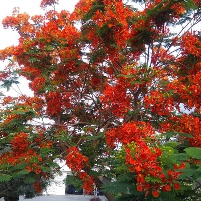 Delonix regia — flower
