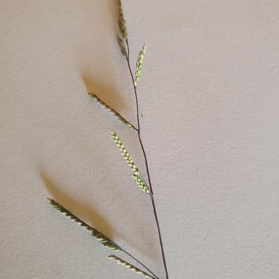 Ehrharta erecta — flower
