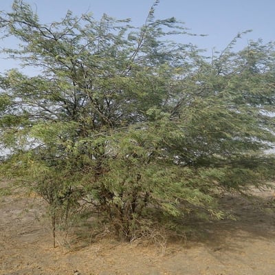 Prosopis africana — leaf