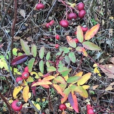Rosa carolina — leaf