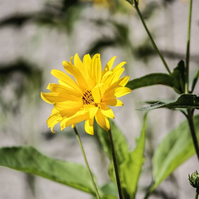Helianthus maximiliani — flower