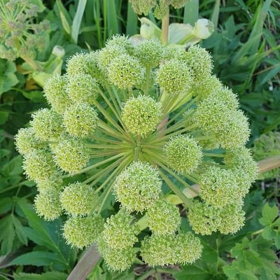 Angelica archangelica — flower