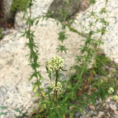 Spermacoce verticillata — flower