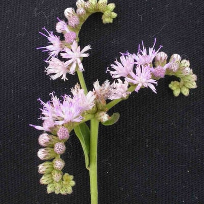 Cyrtocymura scorpioides — flower