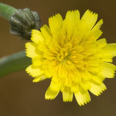 Arnoseris minima — flower