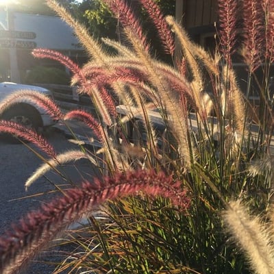 Setaria parviflora — flower