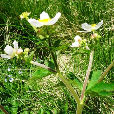 Ranunculus aconitifolius — flower