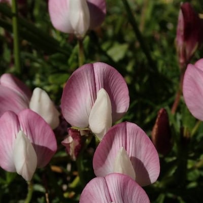 Ononis cristata — flower