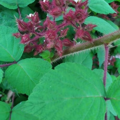 Rubus phoenicolasius — flower