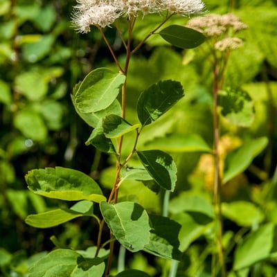 Spiraea betulifolia — flower
