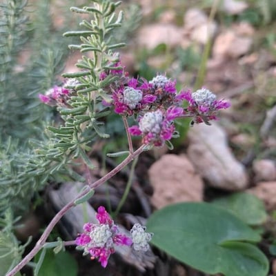 Teucrium capitatum — flower