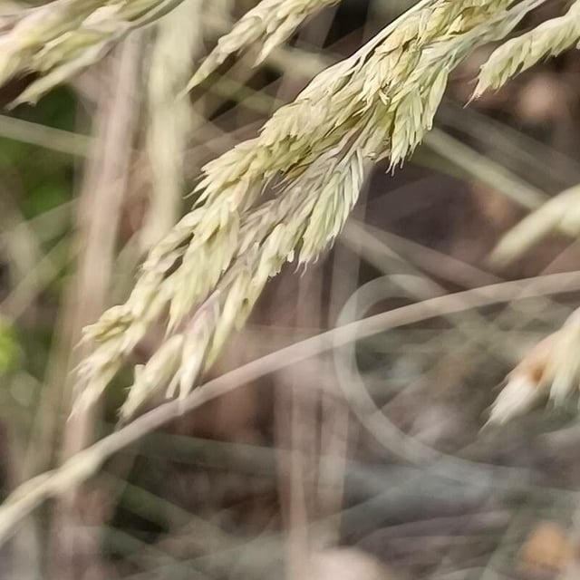 Festuca arvernensis — flower